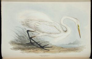 Great Egret, John Gouldin "Euroopan linnuista". tekijältä Edward Lear