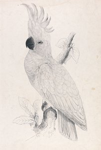 Pikkurikkikakadu (kuva 4) tekijältä Edward Lear
