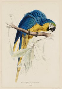 Macrocercus ararauna.  Sinikeltainen ara. tekijältä Edward Lear