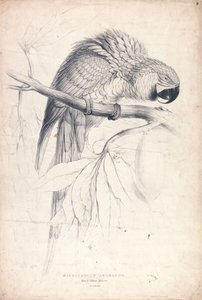Macrocerus Ararauna / Sinikeltainen ara / 2/3 luonnollisesta koosta (kuva 8) tekijältä Edward Lear