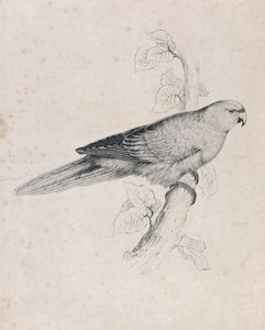 Tyynenmeren papukaija (kuva 26) tekijältä Edward Lear