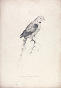 Palaeornia Columbiodes / Kyyhkypapukaija (kuva 31) tekijältä Edward Lear