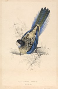 Platycercus brownii / Brownin papukaija tekijältä Edward Lear