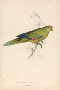 Platycercus Pacificus / Tyynenmeren papukaija (kuva 26) tekijältä Edward Lear