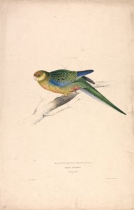 Platycercus Stanley II / Stanley-papukaija (nuori uros) (kuva 24) tekijältä Edward Lear