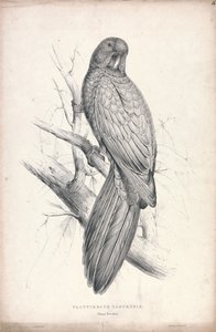 Platycereus Tabuensis / Tabuan Parrakeet (Plate 16) tekijältä Edward Lear