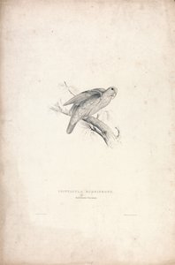 Psittacula rubrifrons / punaotsapapukaija (kuva 41) tekijältä Edward Lear