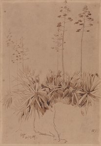 Reggio tekijältä Edward Lear