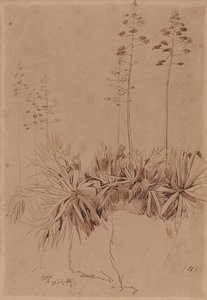 Reggio tekijältä Edward Lear