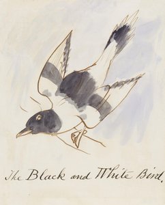 Mustavalkoinen lintu, sarjasta Sixteen Drawings of Comic Birds (kynä & muste wc paperilla)