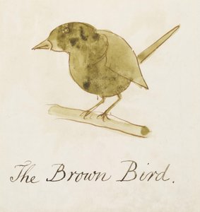 Ruskea lintu, kuudestatoista piirroksesta sarjakuvamaisia lintuja (kynä ja tussi, wc paperille). tekijältä Edward Lear