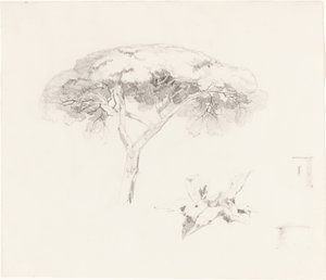 Sateenvarjomänty ja muut tutkimukset tekijältä Edward Lear