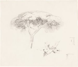Sateenvarjomänty ja muita tutkimuksia tekijältä Edward Lear