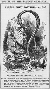 Charles Darwin, Punchin hienot muotokuvat, nro 54, kuvitus teoksista "Punch" tai "The London Charivari" tekijältä Edward Linley (after) Sambourne