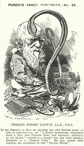 Punch-sarjakuva: Charles Darwin, englantilainen luonnontieteilijä ja biologi (kaiverrus)