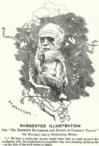 Punch-sarjakuva: Ehdotettu kuva tohtori Darwinin liikkeistä ja kiipeilykasvien tottumuksista (kaiverrus)