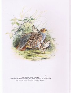 Partridge ja poikaset, Nature in Britain julkaisija Collins tekijältä Edward Neale