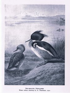 Red Breasted Merganser, Nature in Britain, julkaissut Collins, 1946. tekijältä Edward Neale
