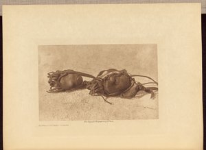 Buffalo-kivet - Piegan tekijältä Edward S. Curtis