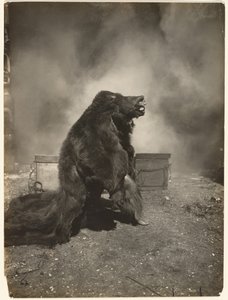 [Anna ovelan mustakarhun tanssia tanssinsa] tekijältä Edward S. Curtis