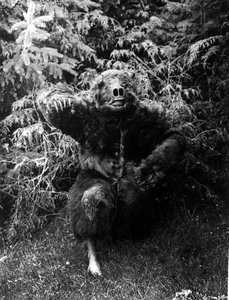 Nane-Qagyuhl, intiaaniasu tekijältä Edward Sheriff Curtis