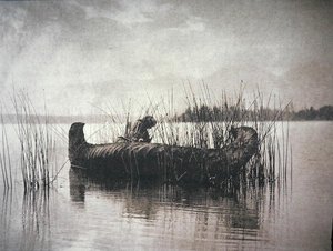 The Rush Gatherer, Montana (m/v kuva) tekijältä Edward Sheriff Curtis