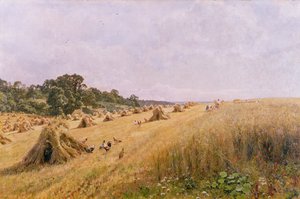 Cornfield Harvest