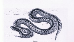 Collinsin julkaisema Adder, Nature in Britain tekijältä Edward William (after) Cooke