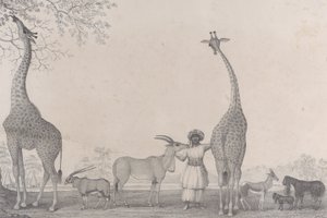 Majesteettiset ja sirot kirahvit tai kameleopardit, joidenkin harvinaisten gasellieläinten kanssa..., 1838.
