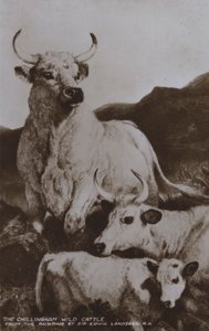 Chillingham Wild Cattle (m/w kuva) tekijältä Edwin (after) Landseer