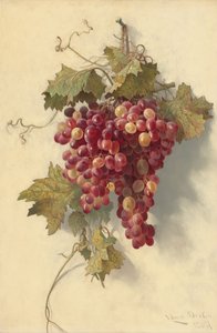 Viinirypäleet valkoista seinää vasten, 1883. tekijältä Edwin Deakin