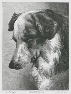 Uskollinen koira (kaiverrus) tekijältä Edwin Douglas