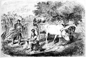 Härät vetävät maissia, 1800-luku.
