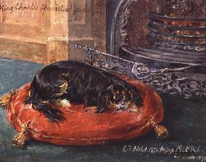 King Charles Spaniel levossa