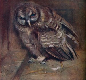 Nuori ruskea pöllö, 1907 tekijältä Edwin John Alexander