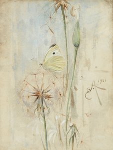 Butterfly and Thistledown (akvarelli)
