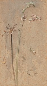 Cocksfoot Grass (vesiväri kiiltävälle paperille) tekijältä Edwin John Alexander