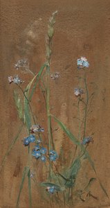 Forget-Me-Not (akvarelli ruskealle paperille)