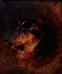 Collie-koiran päätutkimus tekijältä Edwin Landseer