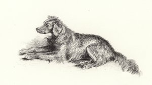 Setter-koira tekijältä Edwin Landseer