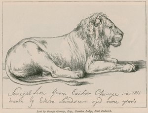 Senegalin leijona Exeterin muutoksesta tekijältä Edwin Landseer