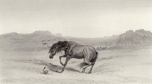 hämmästynyt! tekijältä Edwin Landseer