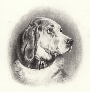 Verikoira tekijältä Edwin Landseer