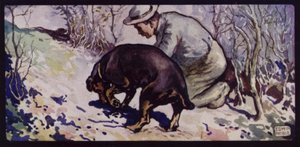 Englantilainen tryffelimetsästyskoira (väri litho)