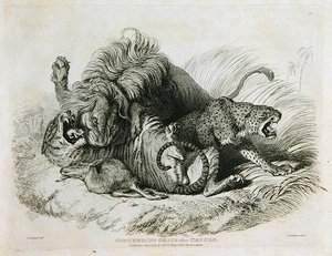 Kilpaileva ryhmä luonnon mukaan, levy 6 teoksesta Twenty Engravings of Lions, Tigers, Panthers & Leopards... kaiverrus Thomas Landseer (1795-1880) 1823