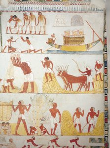 Vene ja sadonkorjuukohtaukset, viljan kerääminen, kuljetus ja käsittely, fresko, eteläsiipi, poikkikammio, Theban Tomb TT69, Sheikh Abd el-Qurna, Thebes (Unescon maailmanperintöluettelo) tekijältä Egyptian 18th Dynasty