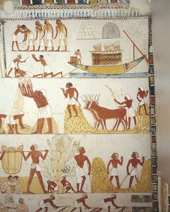 Egypti, Thebes, Luxor, Sheikh 