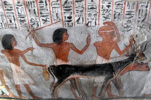 Egyptiläinen antiikki: hahmot johtavat betail-päitä. Royn haudan maalaus (TT255). 18. dynastia. Luxorin Länsirannalta Egyptistä tekijältä Egyptian 18th Dynasty