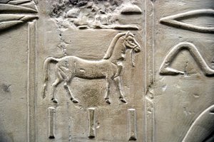 Egyptiläinen antiikki: hevosen esitys. Matala kohokuvio Visir Ramoseen haudasta (18. dynastia). Luxor, Thebes, Egyptin aatelisten laakso tekijältä Egyptian 18th Dynasty