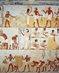 Sadonkorjuu, viljan puinti ja keruu, yksityiskohta freskoista Mennan haudan eteiseen, Sheikh Abd el Qurnah Necropolis, Luxor, Thebes (Unescon maailmanperintöluettelo) tekijältä Egyptian 18th Dynasty